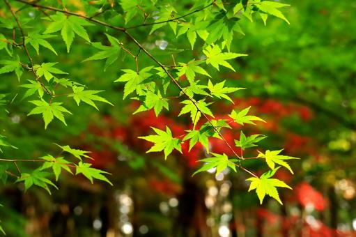 Green and red leaves, JPG