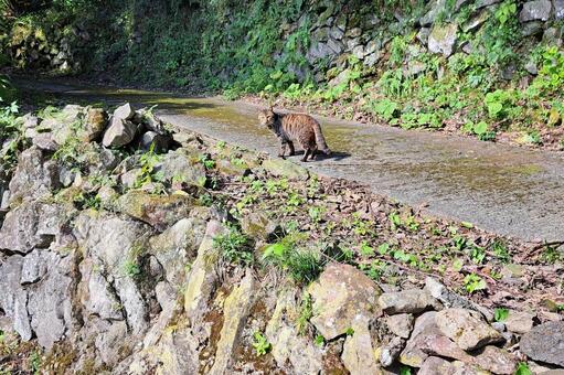 野良猫 野良猫,猫,catsの写真素材