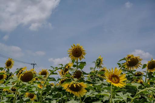 ひまわり ひまわり ひまわり,向日葵,大輪の写真素材