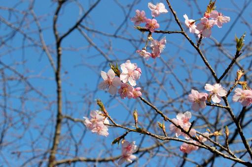 桜 桜の写真