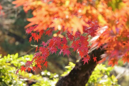 円山公園の紅葉 円山公園の紅葉 紅葉,小川,木の写真素材