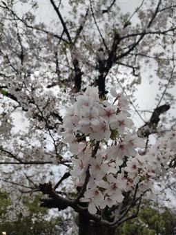桜 桜の写真