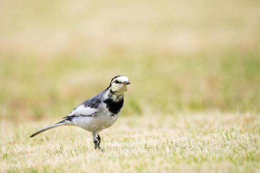 ハクセキレイ⒆の写真