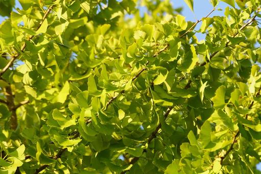 イチョウの葉 イチョウ,葉,黄葉の写真素材