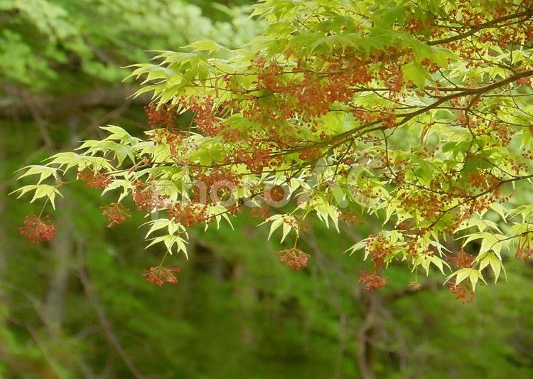 【風景写真】新緑のモミジ もみじ,モミジ,新緑の写真素材