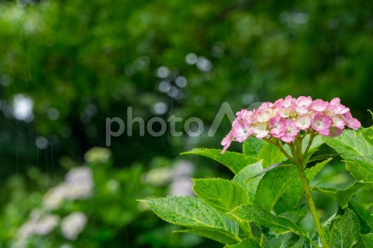 雨の日のあじさい 紫陽花,アジサイ,雨の写真素材