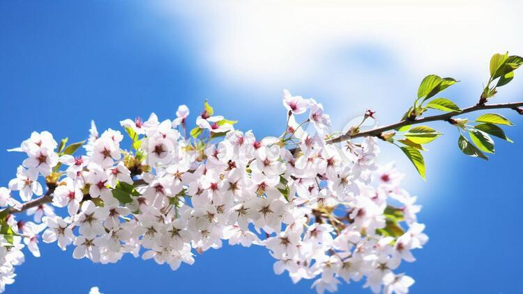 春爛漫と満開の桜 サクラ,咲く,花の写真素材