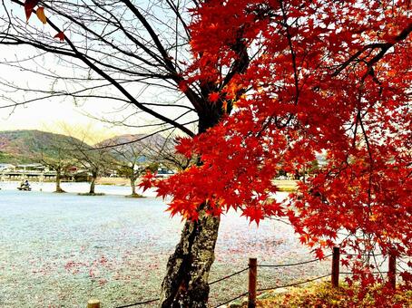 晩秋のもみじ 嵐山,京都,晩秋の写真素材