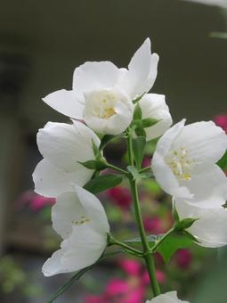 バイカウツギ バイカウツギの写真