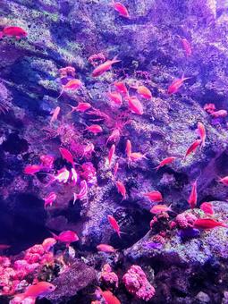 水中撮影3 水中撮影3 魚,海,サンゴの写真素材