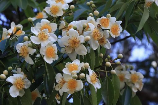 イジュの花 やんばるの梅雨 沖縄県国頭村 イジュの花 やんばるの梅雨 沖縄県国頭村の写真