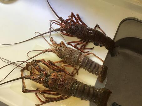伊勢海老 伊勢海老,海老,エビの写真素材