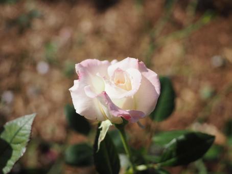 バラ園にて綺麗な薔薇を撮影しました バラ園にて綺麗な薔薇を撮影しましたの写真