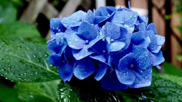 Hydrangea, JPG Hydrangea, JPG