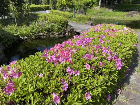 花壇のツツジの写真