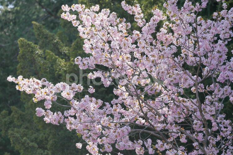 エゾヤマザクラ２ エゾヤマザクラ,桜,花の写真素材