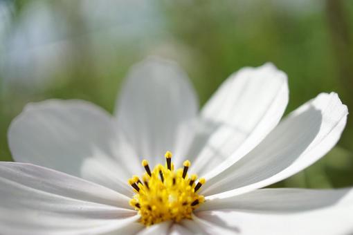 White cosmos, JPG White cosmos, JPG