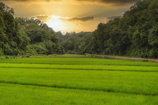 夕方の田園風景 夕方の田園風景 外,グリーン,稲の写真素材