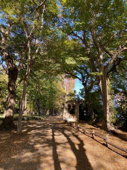 散歩道 散歩道,冬,木々の写真素材