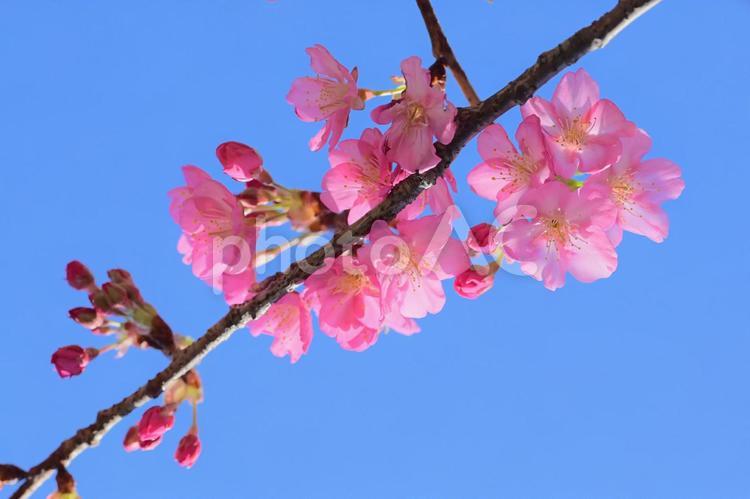ピンク色のヒカンザクラ 朝,冬,木の写真素材