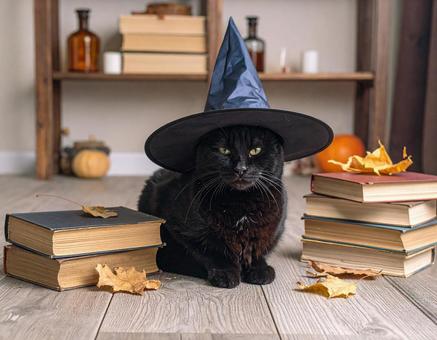 魔女の猫 魔女の猫の写真