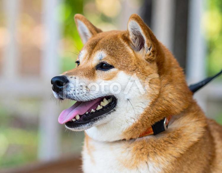 かわいい柴犬の写真 柴犬,日本犬,犬の写真素材