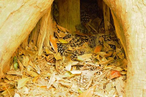 木の洞 木の洞 樹洞,洞窟,椋の写真素材