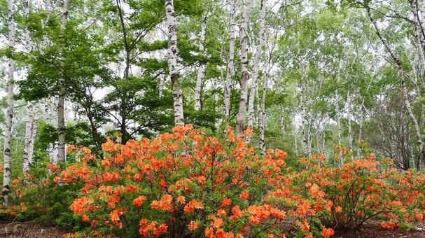 Misty birch forest and rhododendrons, JPG Misty birch forest and rhododendrons, JPG