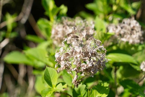 枯れた紫陽花と新緑の対比③ 枯れた紫陽花と新緑の対比③ 紫陽花,ドライフラワー,花の写真素材