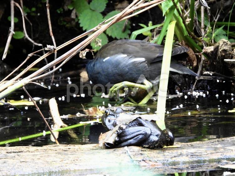 バンとウシガエル 鳥,野鳥,バンの写真素材