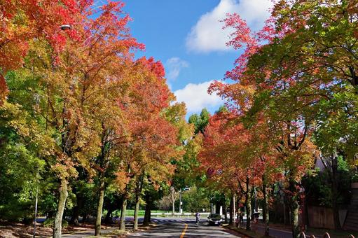 11月の三色彩道にて タイワンフウ,アメリカフウ,モミジバフウの写真素材