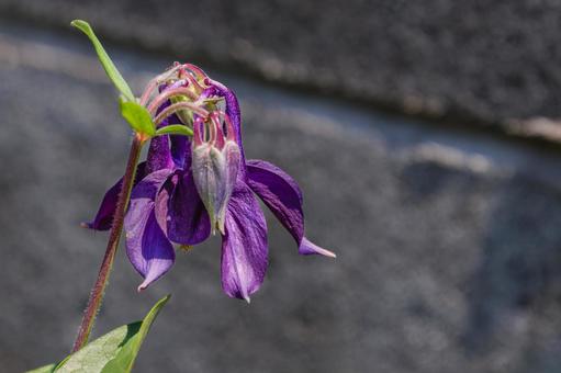 西洋オダマキの花02 西洋オダマキの花02 セイヨウオダマキ,西洋オダマキ,花の写真素材