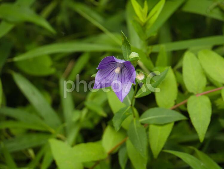桔梗の花１ 桔梗,アップ,屋外の写真素材
