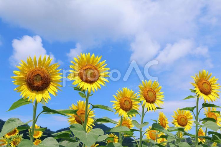 ひまわり畑　夏の景色 ひまわり,夏,向日葵の写真素材