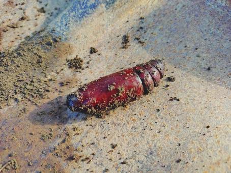 虫？　サナギ？　幼虫？の写真