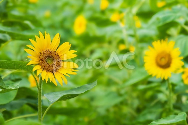 ひまわり畑　グリーン背景 ひまわり,夏,晴れの写真素材