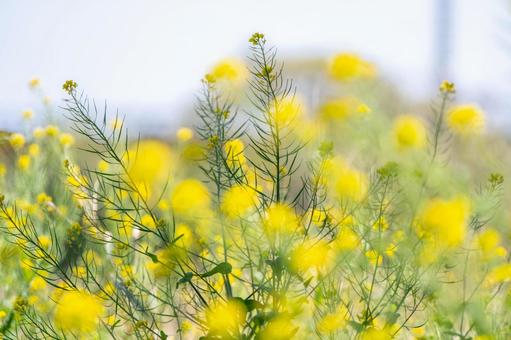 菜の花 菜の花の写真