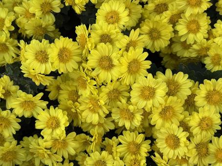 野路菊、満開。 菊,秋,満開の写真素材