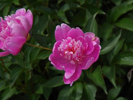 シャクヤク オモカゲ シャクヤク,オモカゲ,芍薬の写真素材