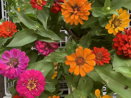 ジニア 花 ジニア 花の写真