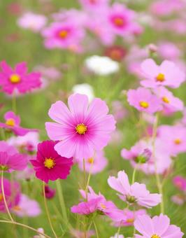 Cosmos field in full bloom (vertical), JPG