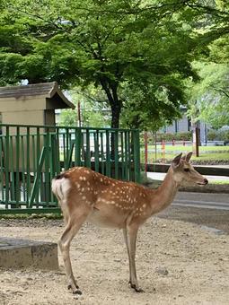 奈良のシカ 奈良のシカの写真
