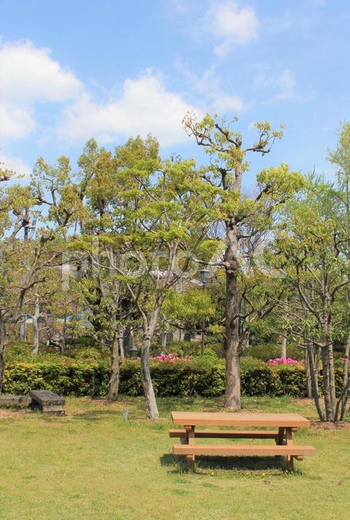 芝生のきれいな公園のベンチ 芝生,きれい,ベンチの写真素材