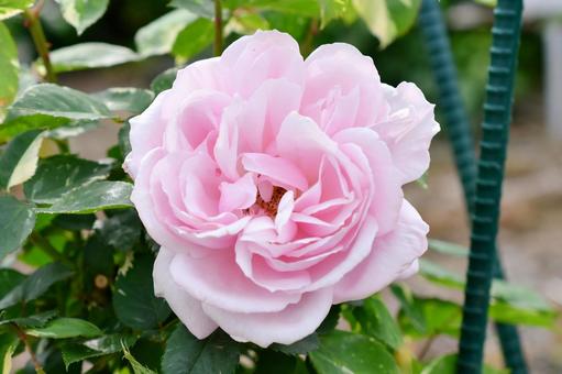薔薇 ヘルシューレン 薔薇 ヘルシューレンの写真