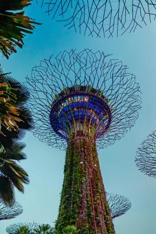 【シンガポール】スーパーツリーの写真