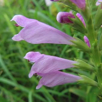 ハナトラノオ(花虎の尾) ハナトラノオ(花虎の尾)の写真