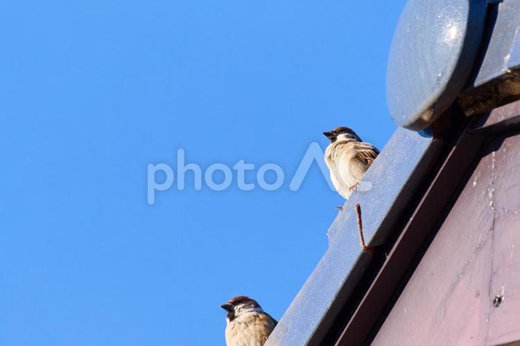 青空背景屋根の上絶妙な距離感の二羽の雀 雀,スズメ,二羽の写真素材