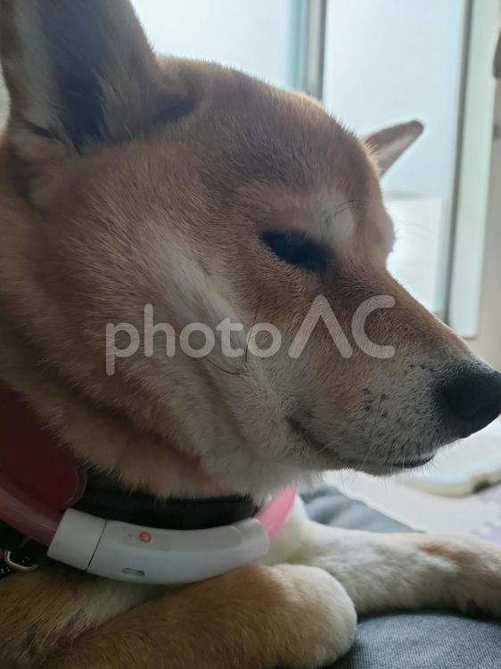 二重あごでブサ可愛い柴犬くるみ！ 犬,ペット,柴犬の写真素材