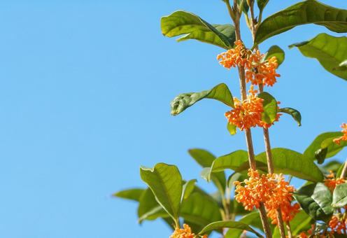 キンモクセイ 金木犀,秋イメージ,花の写真素材