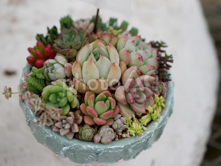多肉植物の寄植え 多肉植物,寄植え,かわいいの写真素材